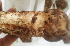 四川小金松茸-[年產量30噸左右]